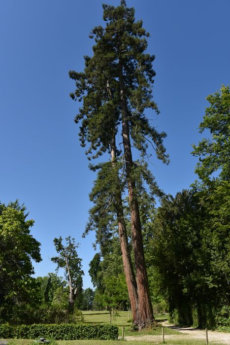 arbres remarquables
