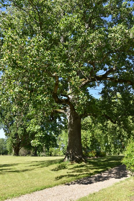 arbre remarquable