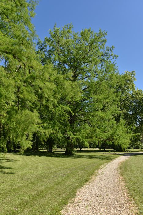 chemin, bosquet