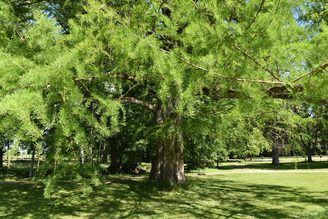 arbre remarquable