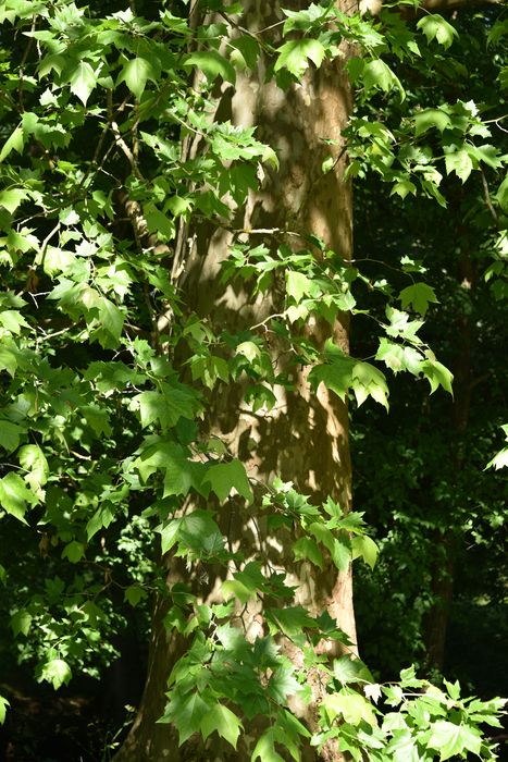 arbre remarquable (platane), détail