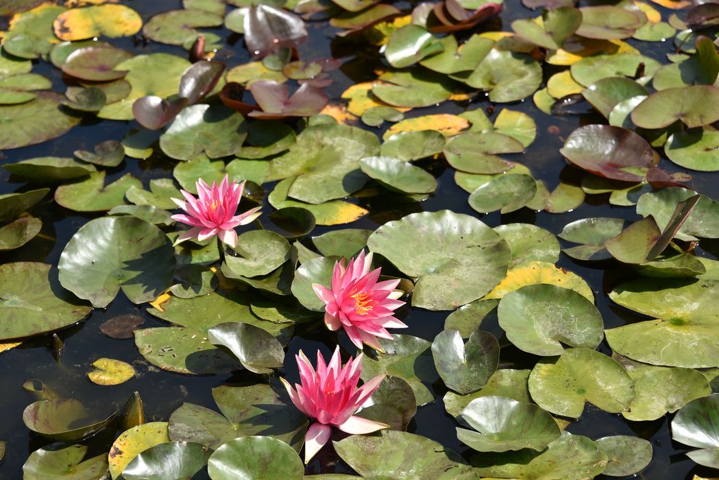 plante aquatiques (nénuphar)