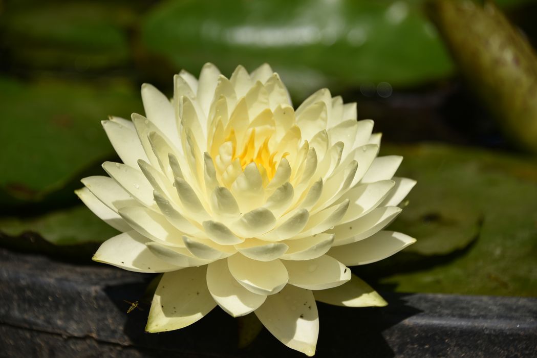 fleur, plantes aquatiques (nénuphar)