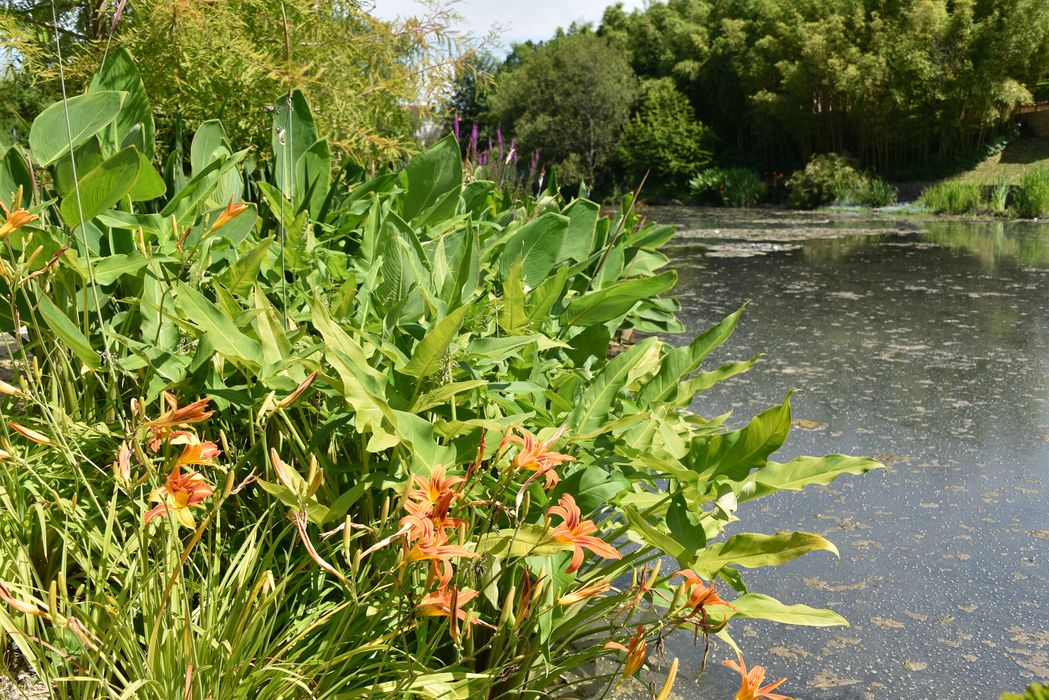 plantes de berge (iris fulva)