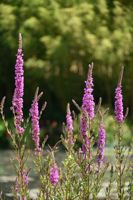 plan de berge (salicaire)