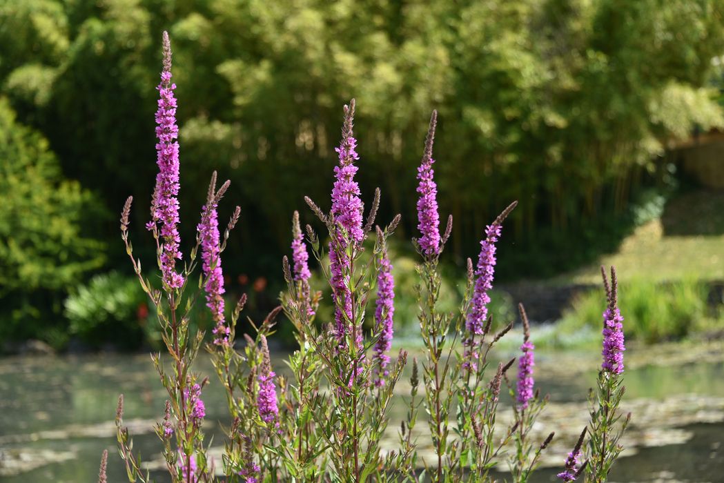 plan de berge (salicaire)