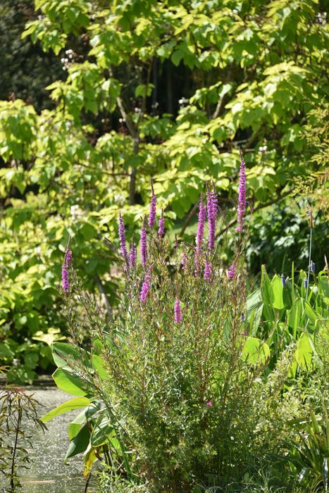 plan de berge (salicaire)