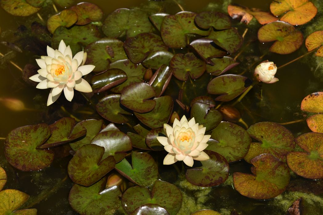 fleurs de nénuphar