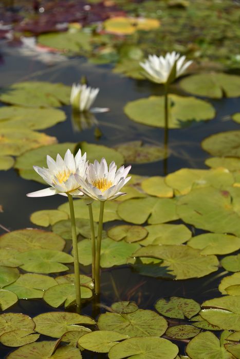 fleurs de nénuphar