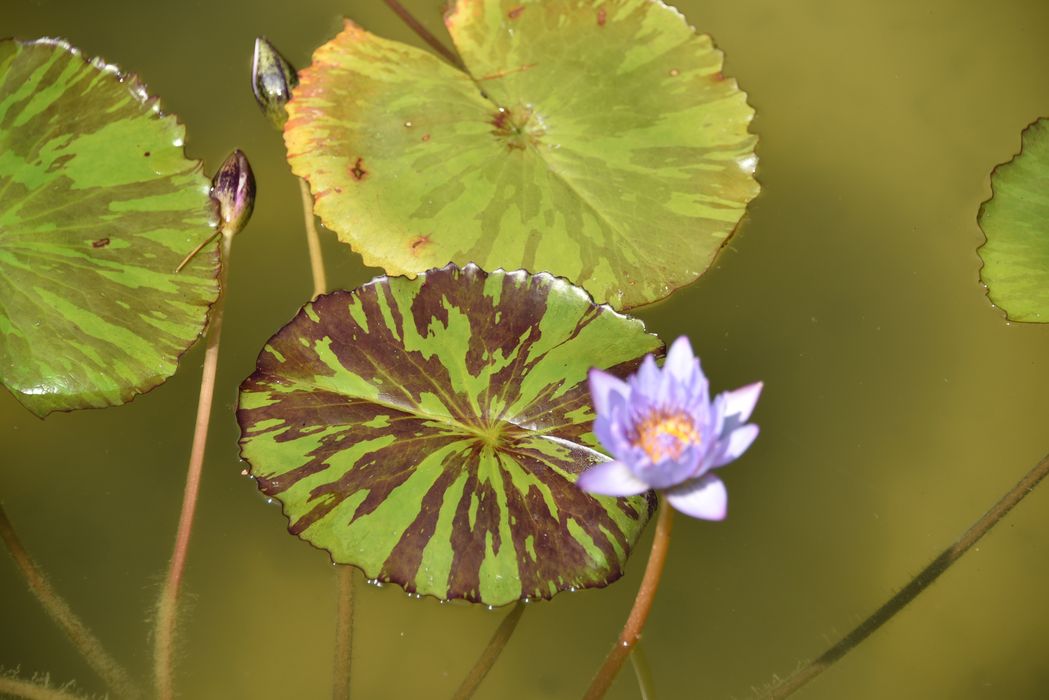 fleurs de nénuphar
