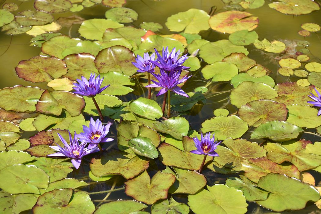 fleurs de nénuphar