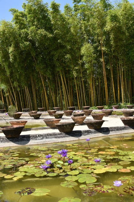 pépinière des nénuphars