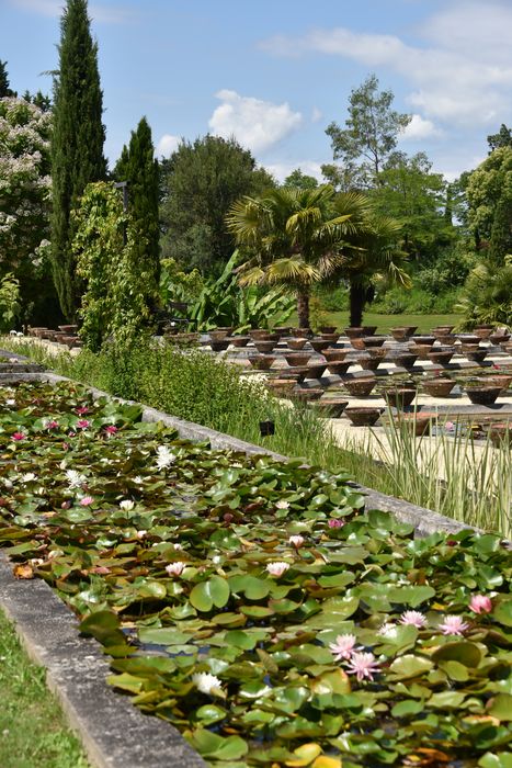 pépinière des nénuphars