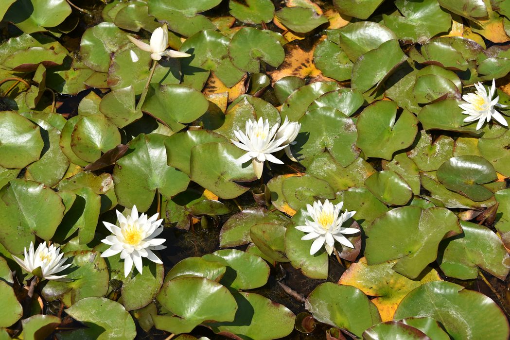 fleurs de nénuphar