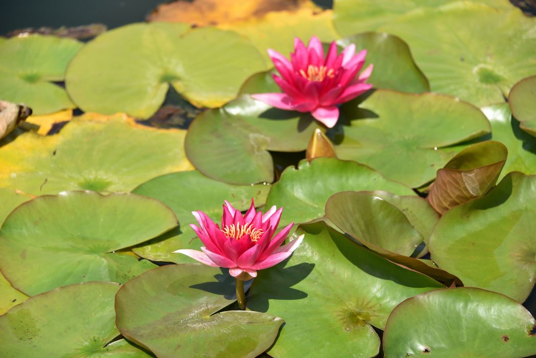 fleurs de nénuphar