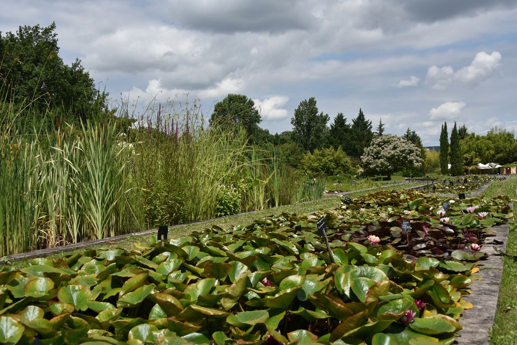 pépinière des nénuphars