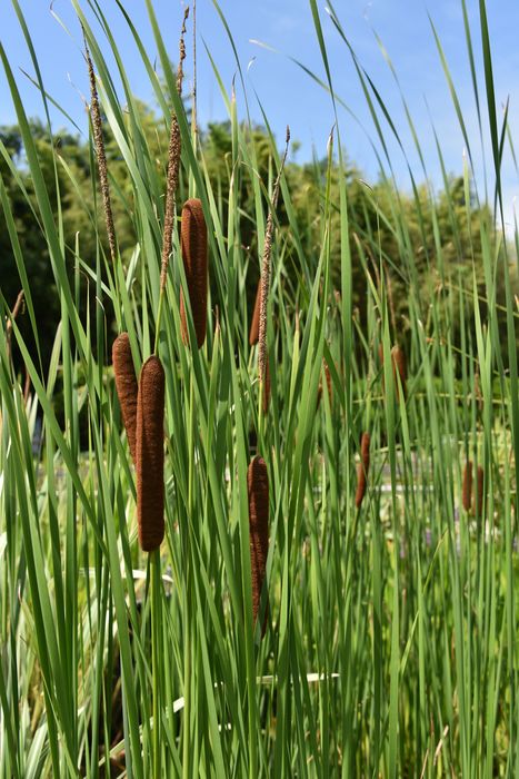 plante aquatiques (massette)