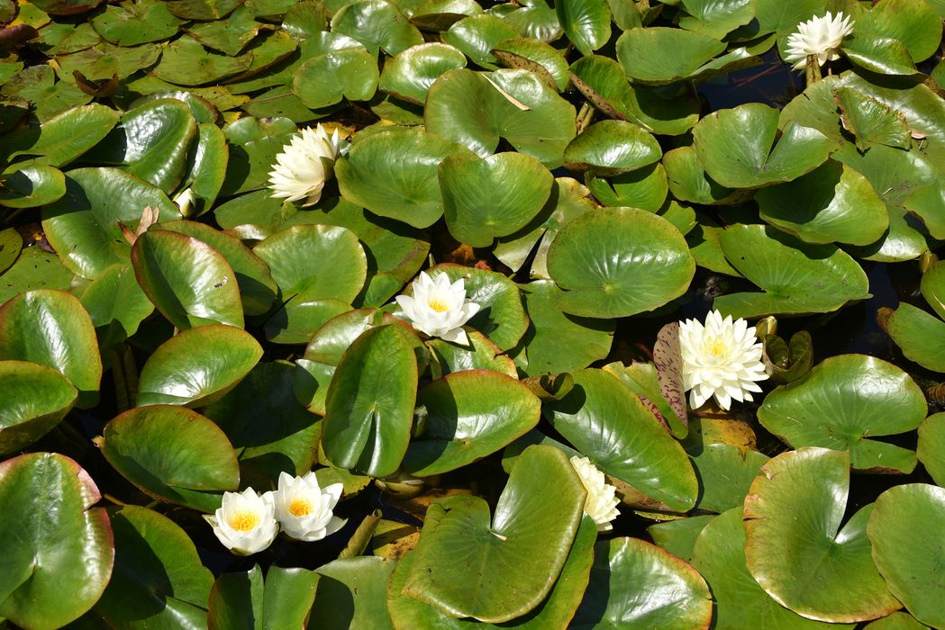 fleurs de nénuphar