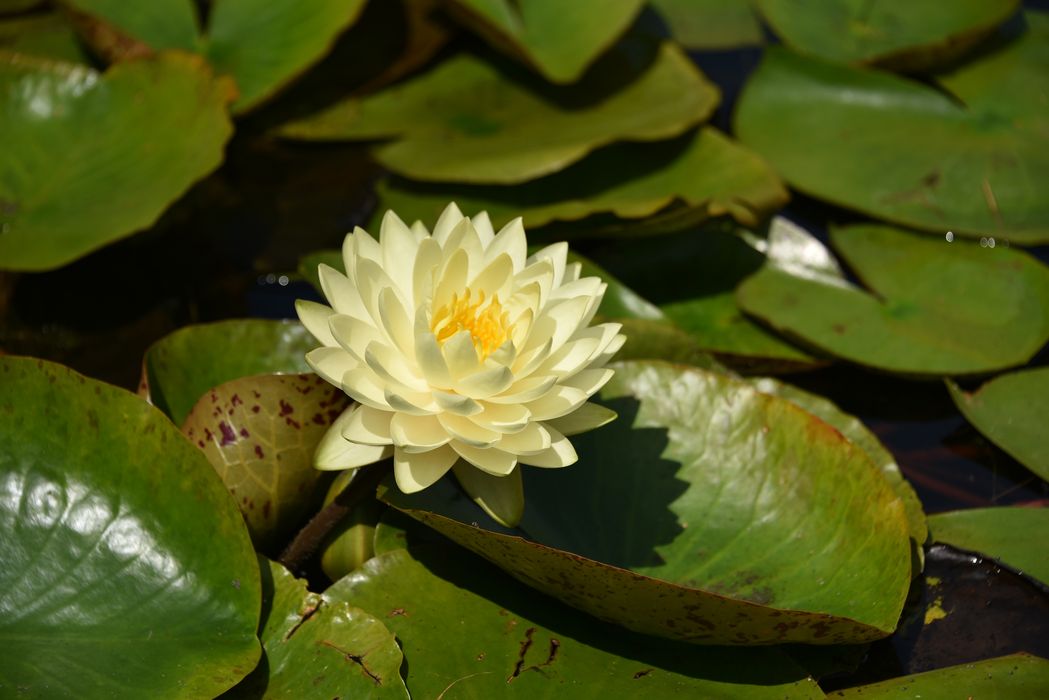 fleurs de nénuphar