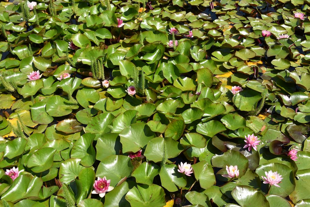 fleurs de nénuphar