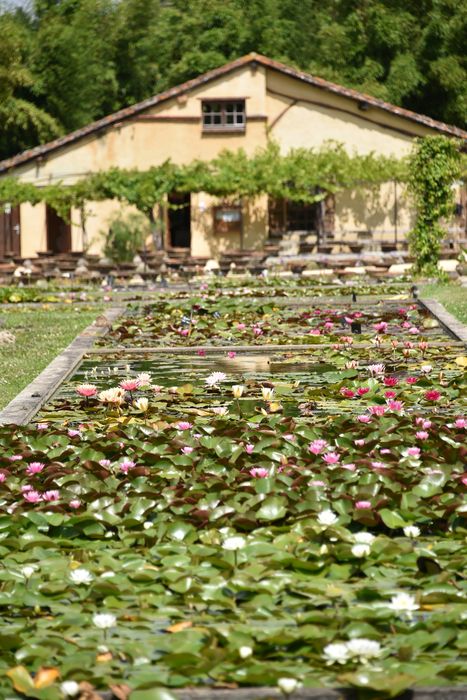 pépinière des nénuphars