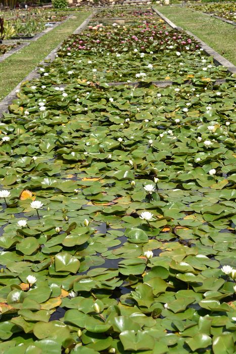 pépinière des nénuphars