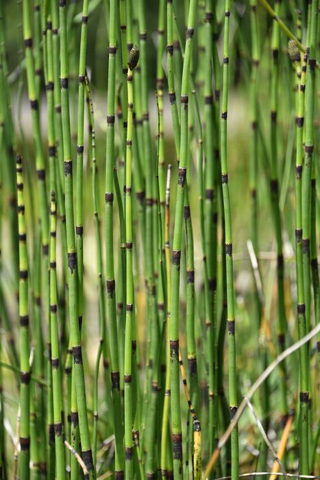 plantes de berge (prêle d'hiver)