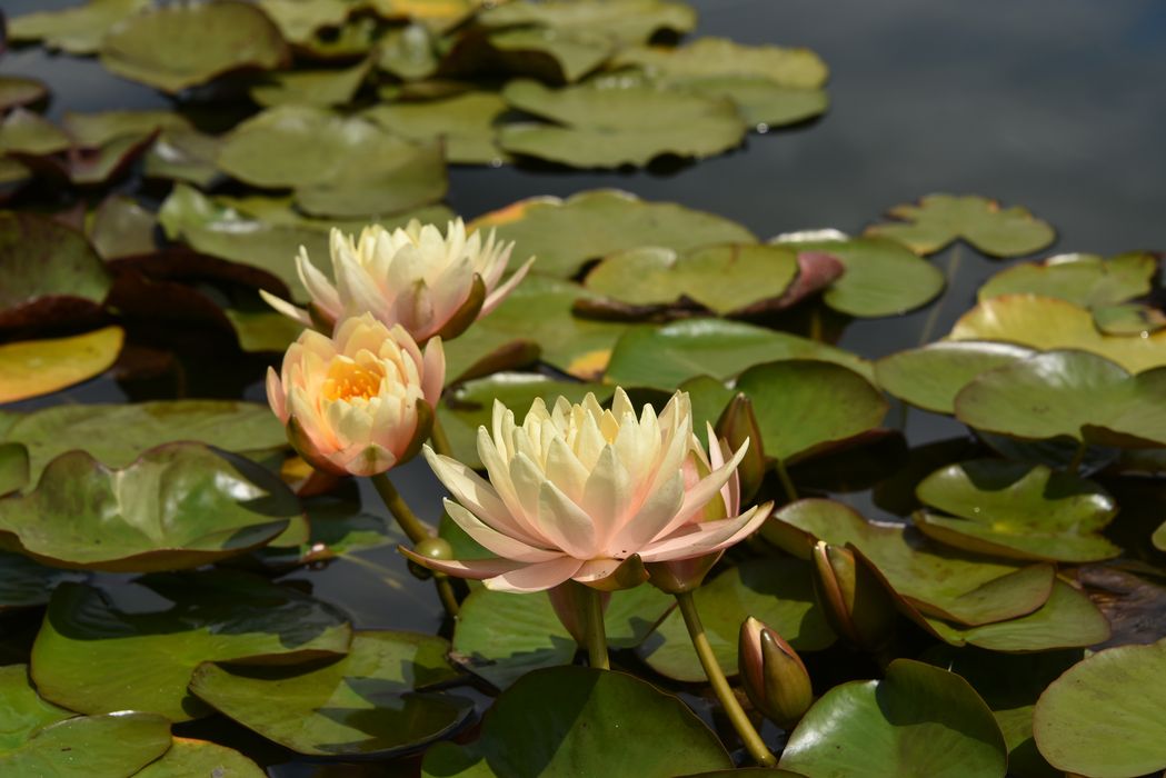 plantes aquatiques (nénuphar)