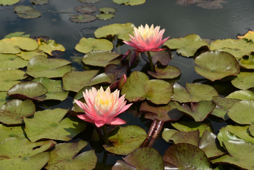 plantes aquatiques (nénuphar)
