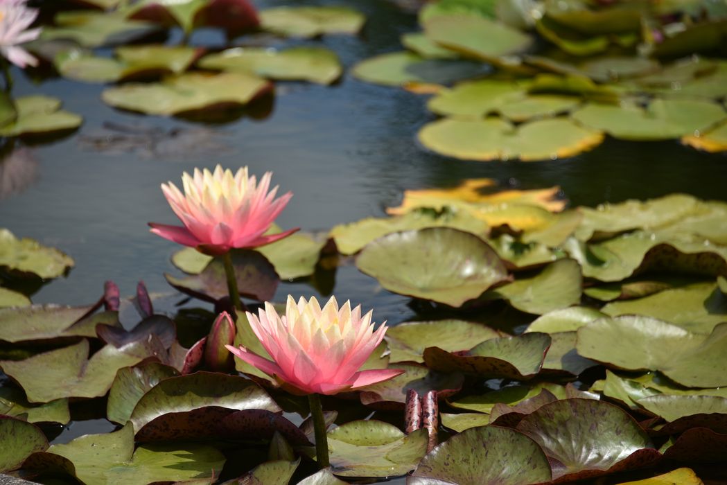 plantes aquatiques (nénuphar)