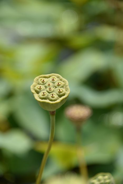plantes aquatiques (nénuphar), détail