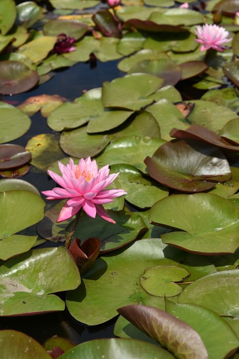 plantes aquatiques (nénuphar)