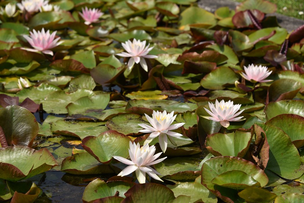 plantes aquatiques (nénuphar)