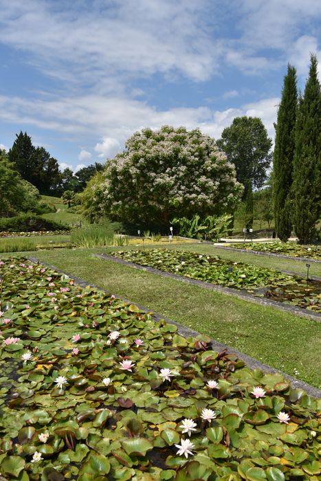 pépinière des nénuphars