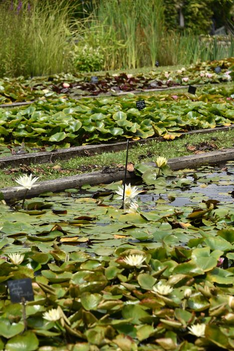 pépinière des nénuphars