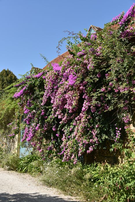 plantes grimpantes
