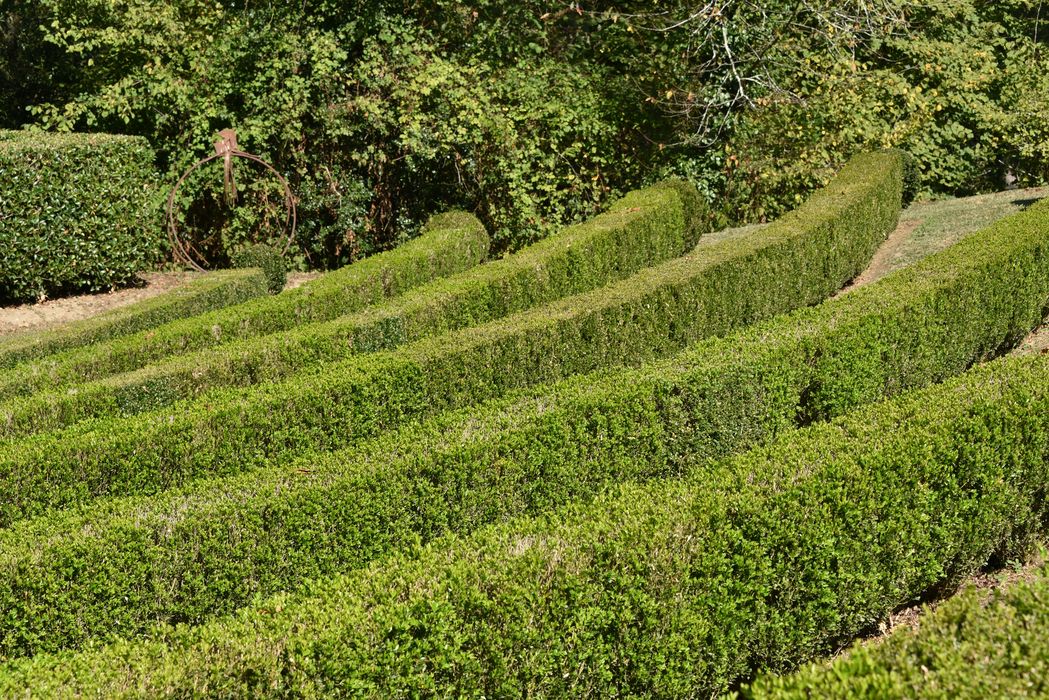 théâtre de verdure, broderies (art topiaire)
