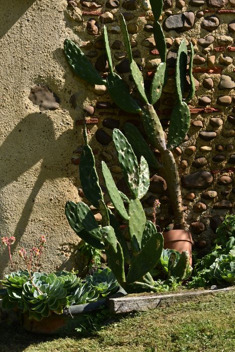 plants (cactaceae)