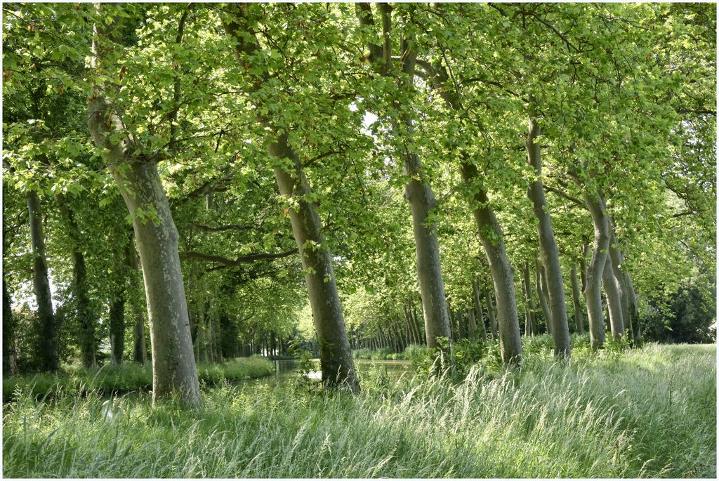 Paysage des bords du canal. Platanes.