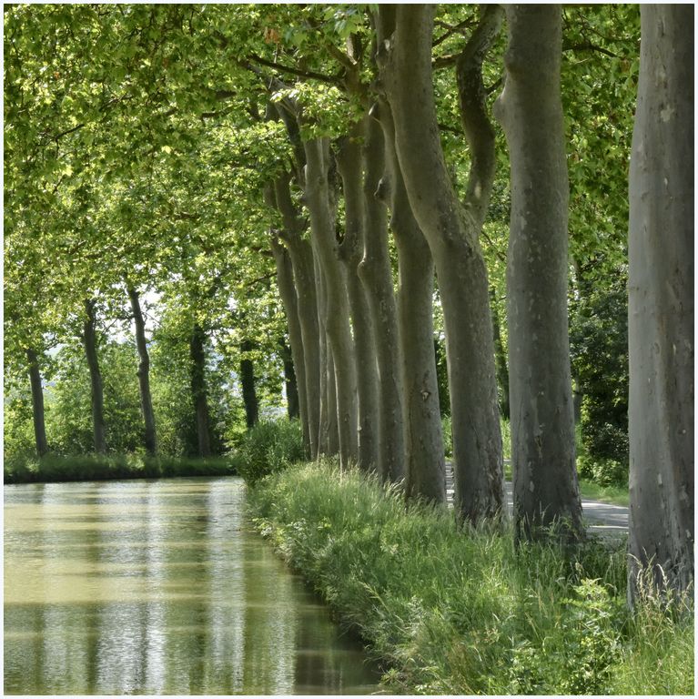 Paysage des bords du canal. Platanes.