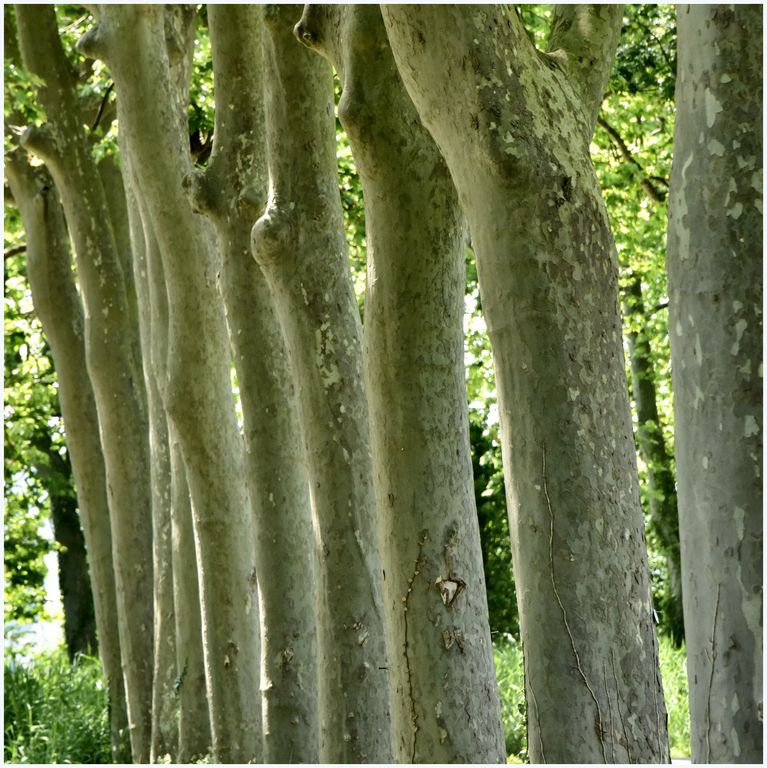 Paysage des bords du canal. Platanes.