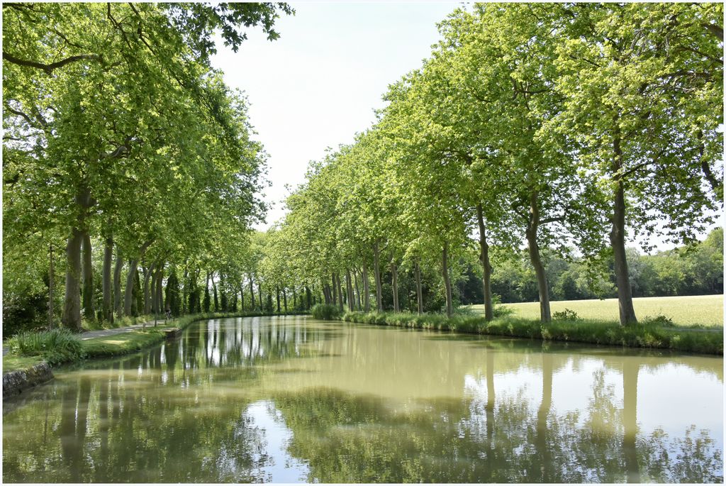 Paysage des bords du canal. Platanes.