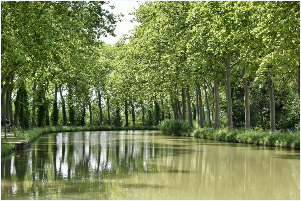 Paysage des bords du canal. Platanes.