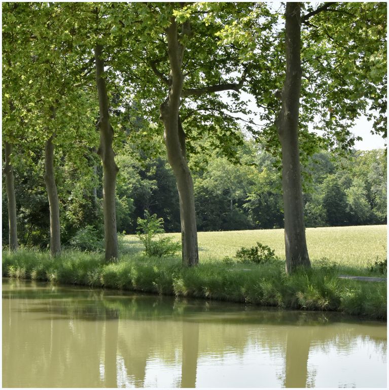 Paysage des bords du canal. Platanes.