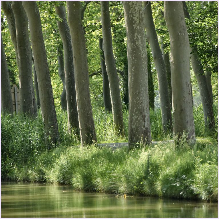 Paysage des bords du canal. Platanes.