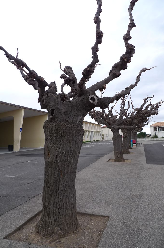 Cour, avec mûriers.