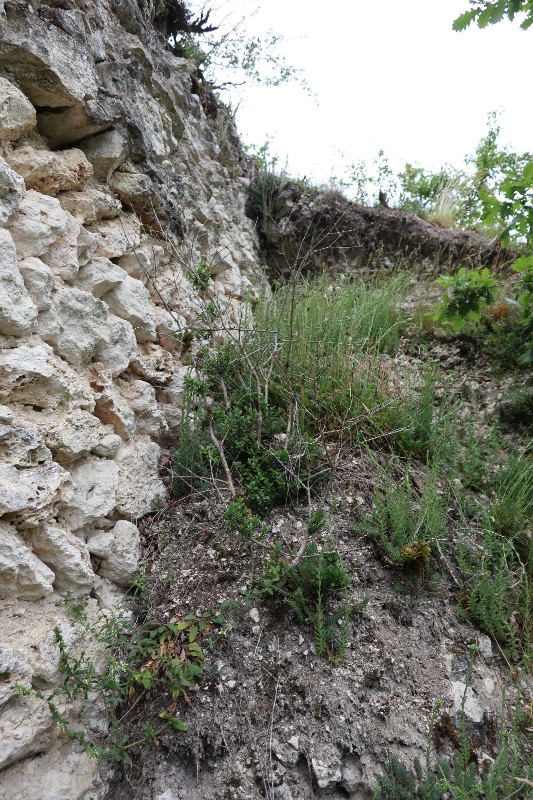 Détail de la motte contre le
mur de la tour