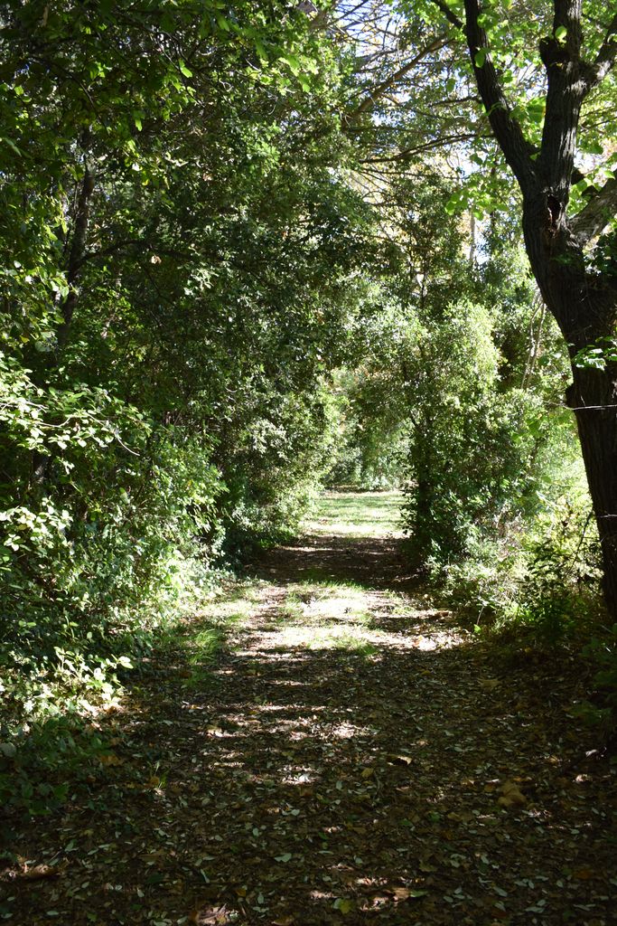 Allée dans le parc.