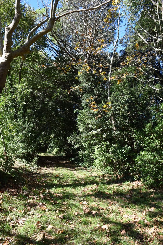 Allée dans le parc.