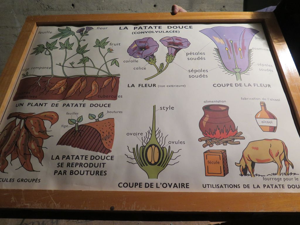 Vide sanitaire côté école des filles. Meuble à cartes. Carte La patate douce.